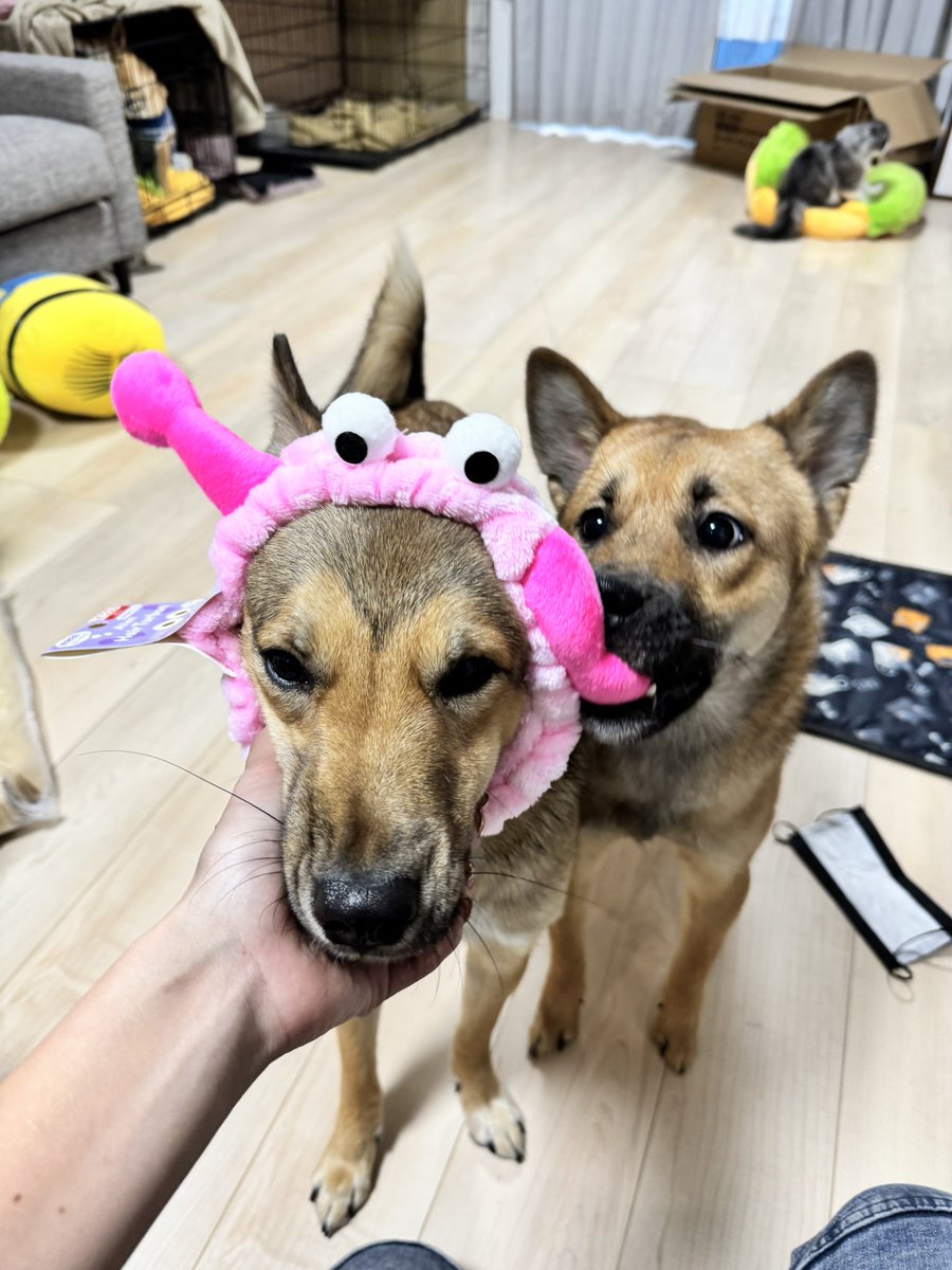 aaaaa8931's tweet photo. 大家族👨👩🐶🐶🐶🐶🐶🐱🐱🐱🐱🐱🐱🐱
 #ヒマラヤン
 #ペルシャ
 #ノルウェージャンフォレストキャット
 #セルカークレックス
 #ラガマフィン
 #スコティッシュフォールド
 #ラグドール

 #柴犬
 #雑種 ×2
 #アラスカンマラミュート
 #ボーダーコリー https://t.co/M49taEgSWE