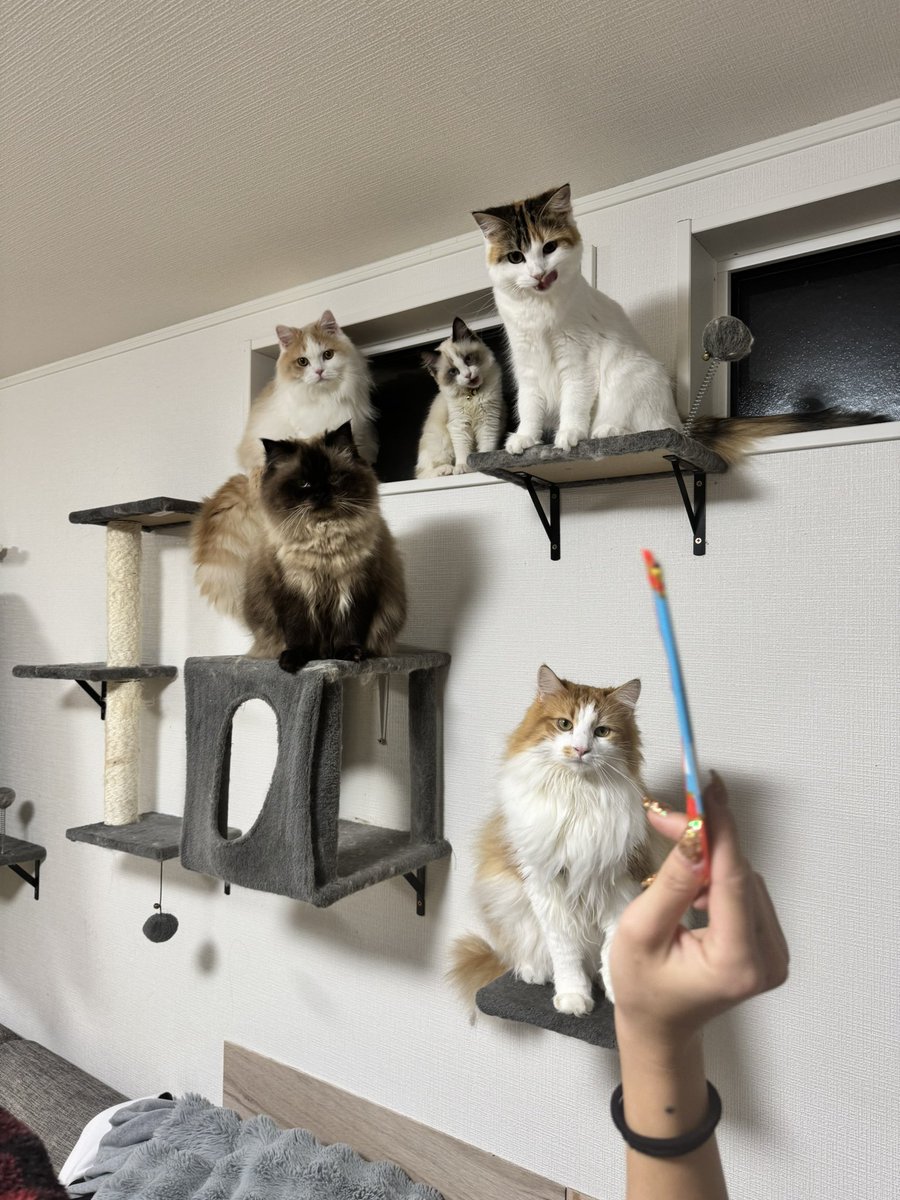 aaaaa8931's tweet photo. 大家族👨👩🐶🐶🐶🐶🐶🐱🐱🐱🐱🐱🐱🐱
 #ヒマラヤン
 #ペルシャ
 #ノルウェージャンフォレストキャット
 #セルカークレックス
 #ラガマフィン
 #スコティッシュフォールド
 #ラグドール

 #柴犬
 #雑種 ×2
 #アラスカンマラミュート
 #ボーダーコリー https://t.co/M49taEgSWE