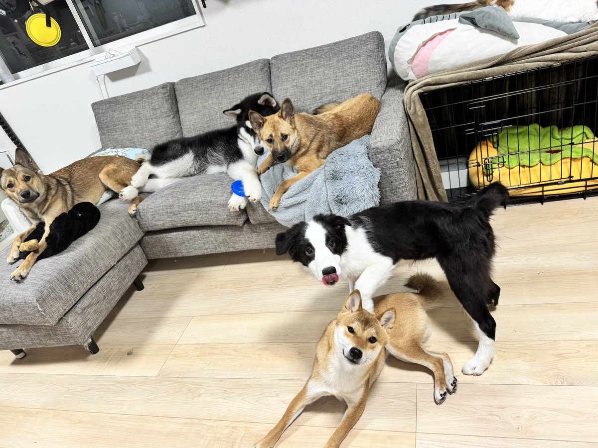 aaaaa8931's tweet photo. 大家族👨👩🐶🐶🐶🐶🐶🐱🐱🐱🐱🐱🐱🐱
 #ヒマラヤン
 #ペルシャ
 #ノルウェージャンフォレストキャット
 #セルカークレックス
 #ラガマフィン
 #スコティッシュフォールド
 #ラグドール

 #柴犬
 #雑種 ×2
 #アラスカンマラミュート
 #ボーダーコリー https://t.co/M49taEgSWE