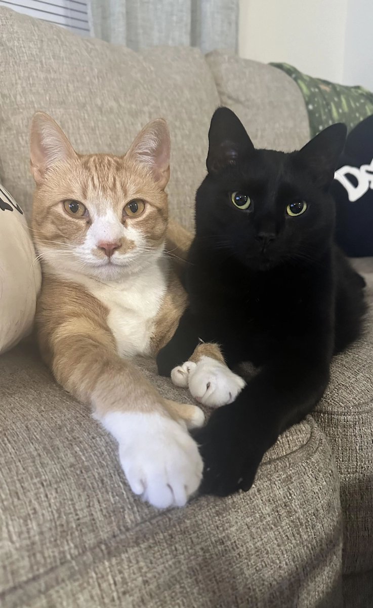 void loves his orange car