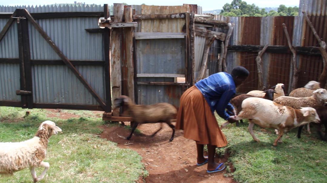 RonaldOdongoUg's tweet photo. Meet another Wealth Creation champion in Sebei region.
Chelangat Flora,  a PDM beneficiary venturing in livestock (Sheep) in Bukwo district. 
President @KagutaMuseveni will be in the region beginning from December 10th- 13th to assess the implementation of various wealth creation programs including PDM. 
H.E. the president will also meet with the local leaders and later address a public rally in Kween district. 
MISSION: Wealth Creation