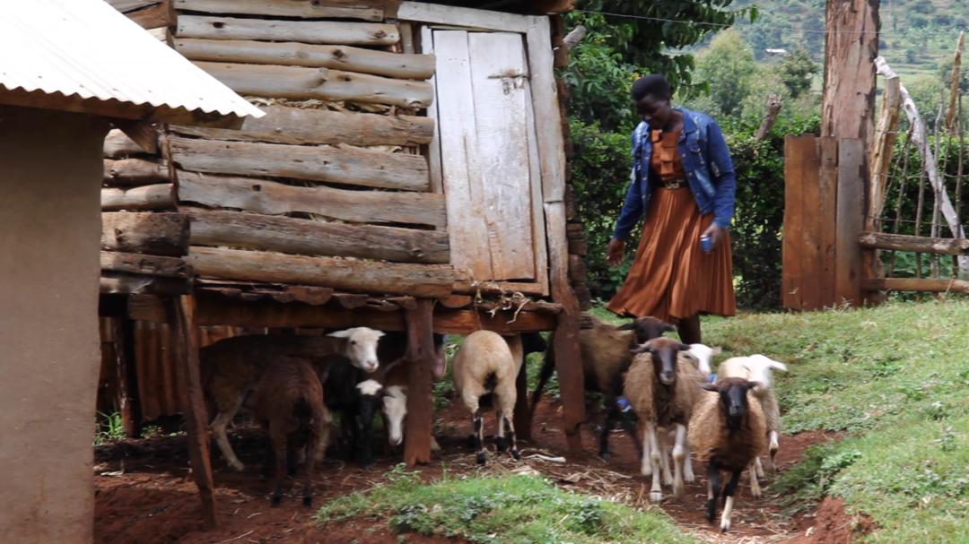 RonaldOdongoUg's tweet photo. Meet another Wealth Creation champion in Sebei region.
Chelangat Flora,  a PDM beneficiary venturing in livestock (Sheep) in Bukwo district. 
President @KagutaMuseveni will be in the region beginning from December 10th- 13th to assess the implementation of various wealth creation programs including PDM. 
H.E. the president will also meet with the local leaders and later address a public rally in Kween district. 
MISSION: Wealth Creation