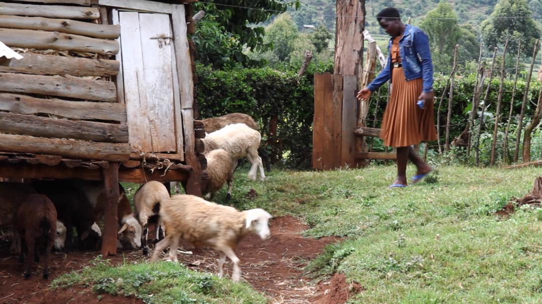 RonaldOdongoUg's tweet photo. Meet another Wealth Creation champion in Sebei region.
Chelangat Flora,  a PDM beneficiary venturing in livestock (Sheep) in Bukwo district. 
President @KagutaMuseveni will be in the region beginning from December 10th- 13th to assess the implementation of various wealth creation programs including PDM. 
H.E. the president will also meet with the local leaders and later address a public rally in Kween district. 
MISSION: Wealth Creation