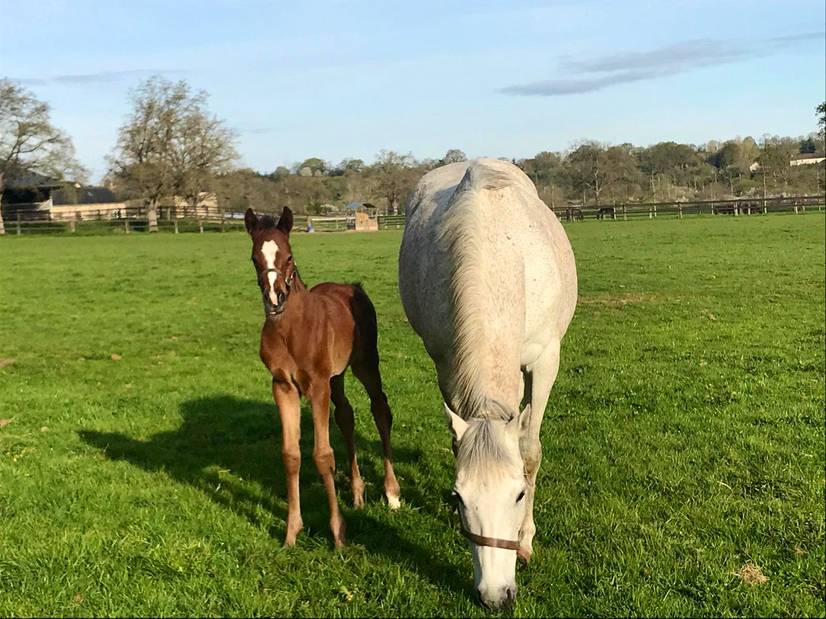 jess_stafford_'s tweet photo. Coming up on episode 5 of @BredForItPod we hear from the breeder of this future Grade 1 winning superstar foal. The clue might be in the dam!
Any guesses on who it might be? ⬇️ #bredforit 💕 https://t.co/cvkwUnbWYV