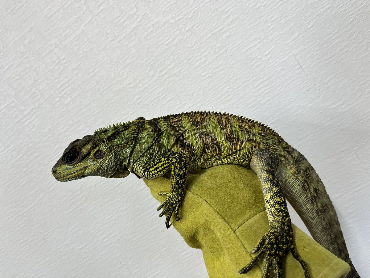 reptilespro03's tweet photo. 可愛さだけじゃなく、かっこよさの両方を兼ね備えたトカゲも販売中です✨️
気になる方は是非お問い合わせくださいm(_ _)m

 #れぷたいるずプロ #姫路 #兵庫 #爬虫類専門店 #爬虫類ショップ #アカメカブトトカゲ #ホカケトカゲ https://t.co/65R8sgZSGR