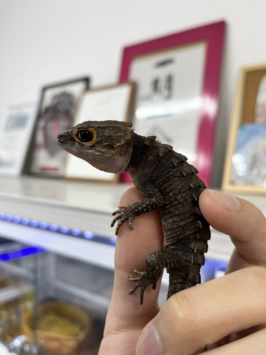 reptilespro03's tweet photo. 可愛さだけじゃなく、かっこよさの両方を兼ね備えたトカゲも販売中です✨️
気になる方は是非お問い合わせくださいm(_ _)m

 #れぷたいるずプロ #姫路 #兵庫 #爬虫類専門店 #爬虫類ショップ #アカメカブトトカゲ #ホカケトカゲ https://t.co/65R8sgZSGR