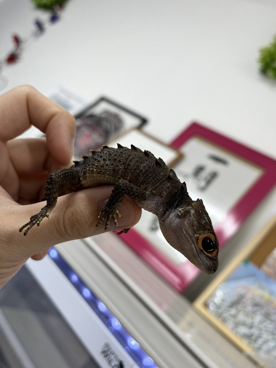 reptilespro03's tweet photo. 可愛さだけじゃなく、かっこよさの両方を兼ね備えたトカゲも販売中です✨️
気になる方は是非お問い合わせくださいm(_ _)m

 #れぷたいるずプロ #姫路 #兵庫 #爬虫類専門店 #爬虫類ショップ #アカメカブトトカゲ #ホカケトカゲ https://t.co/65R8sgZSGR