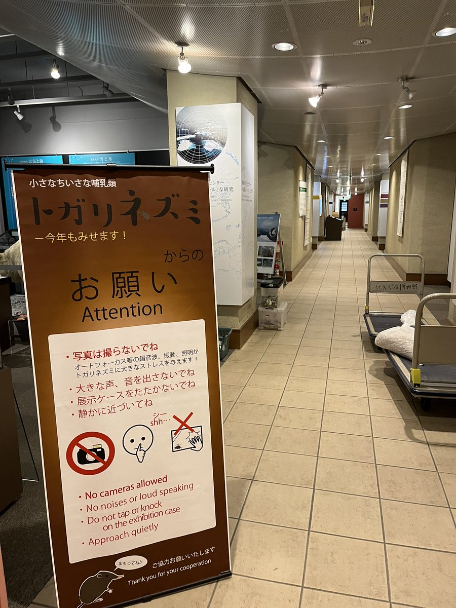 bokutogari's tweet photo. いよいよ明日からトガリネズミ展です！🐭
今日は展示の準備をしています、みなさんぜひぜひお越しください💁‍♀️💞 https://t.co/sUS83jtO92