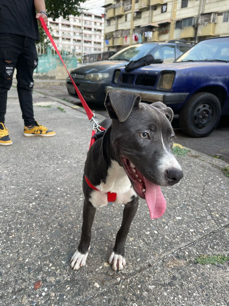 No pensé que perderte me dolería tanto, descansa en paz mi chiquita 🤍🕊️