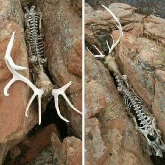 2. The skeletal remains of an animal trapped between rocks