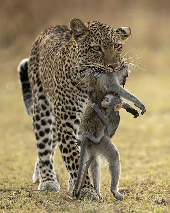 WarriorNight007's tweet photo. 5. Nature has no mercy for anyone https://t.co/vj3CGZmLhD