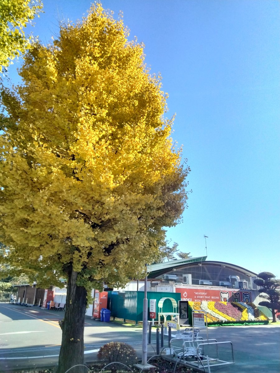 紅葉も終盤に差し掛かってきましたね🍁 今はモミジ、イチョウが綺麗