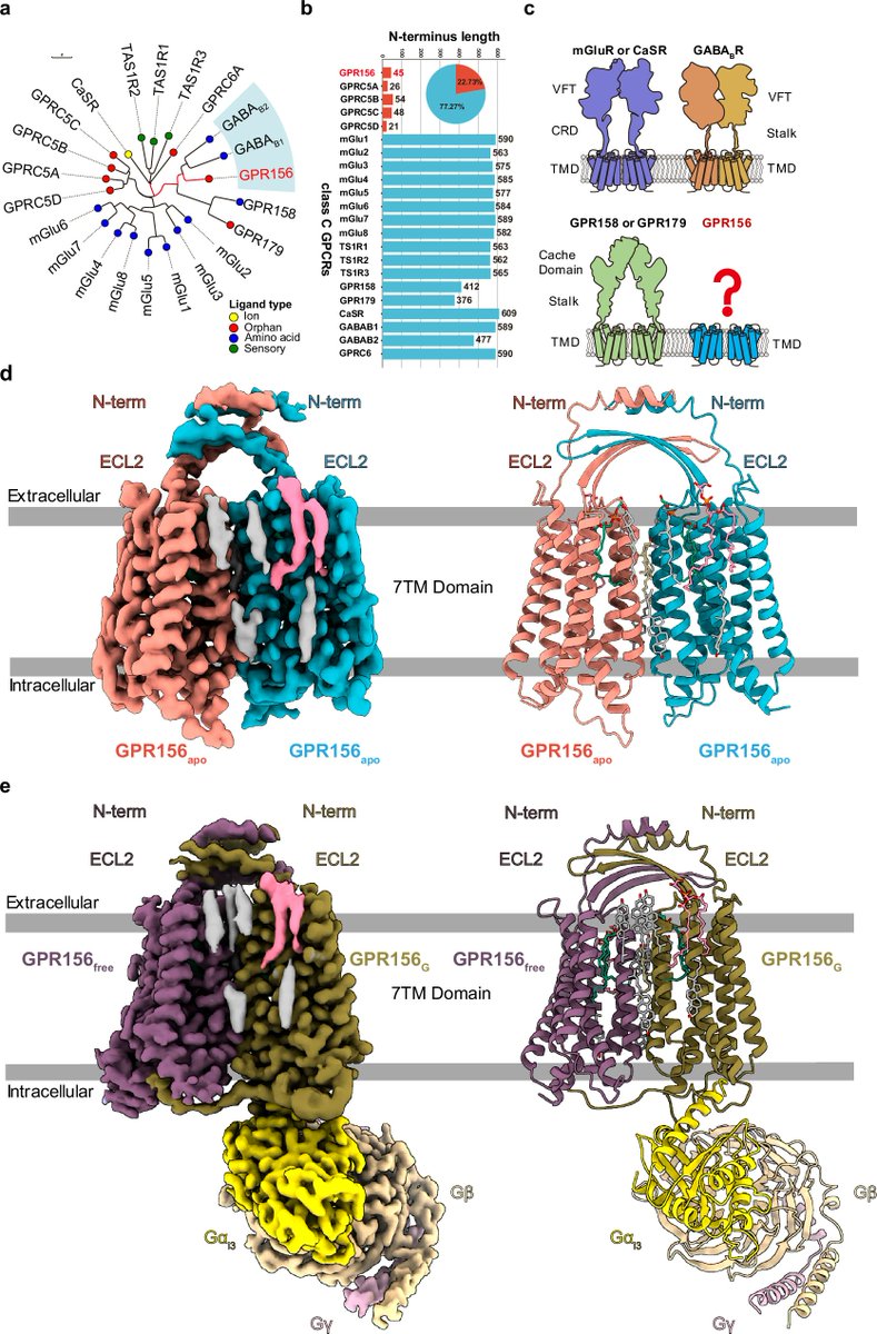 Molecular insights into the activation mechanism of GPR156 in maintaining auditory function | Nat Commun

doi.org/10.1038/s41467…