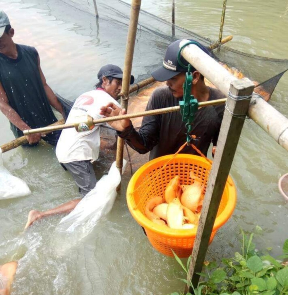 meinitadmk79's tweet photo. Jumat, 22.November 2024
Panen ikan mas di pokdakan Karya Bersama kelurahan Tanjung Tongah kec. Siantar Martoba. 
Panen 650 Kg. Size 3-4 ekor/kg. Harga Rp. 38.000/kg. Padat tebar 2800 ekor. 
#LuhkanKotaPematangsiantar
#GiatLuhkanSarminkalMedan
#BPPPSDMKKP. https://t.co/uCOt4UOhOU