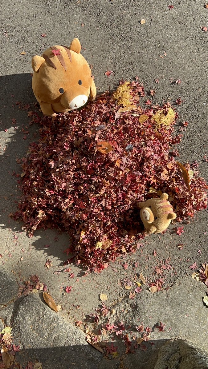 ryosokai's tweet image. 六甲台の木々もようやく色づき始めました🍂
たくさんの落ち葉があったので、うりぼーの落ち葉アートを作成しました🐗かわいいですね

＃落ち葉アート ＃神戸大学 ＃紅葉
