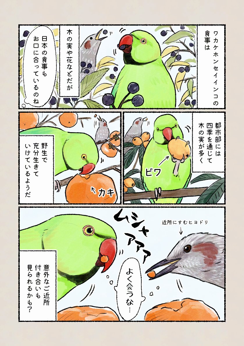 「インコたちにも案外住みやすい都心」
庭になる木の実は鳥たちのご馳走です。 