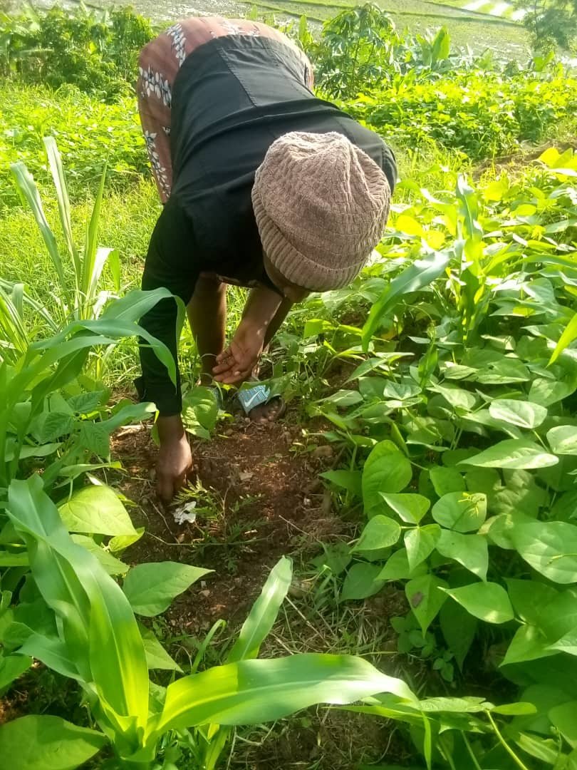 WGYB_NGO's tweet photo. In the #GreenRisingProgram, youth are making significant contributions not only at the local level but also nationally. They play a crucial role in advancing Rwanda’s nationally determined contributions (NDCs) through tree plantation activities, which address climate change and mitigate environmental disasters such as soil erosion. Their efforts directly support Agenda 2030, particularly SDG 13 (Climate Action) and SDG 15 (Life on Land).
Their work also aligns with Rwanda’s Second National Strategy for Transformation (NST2), promoting environmental stability. Moreover, they enhance community health and well-being, contributing to SDG 3 (good health and well-being). Through their dedication, Green Rising ambassadors are driving sustainable development and fostering resilience at multiple levels.
#GreenRising
#ClimateAction
#Agenda2030
#SustainableDevelopment
@RwandaYouthArts @GenUnlimited_ @unicefrw