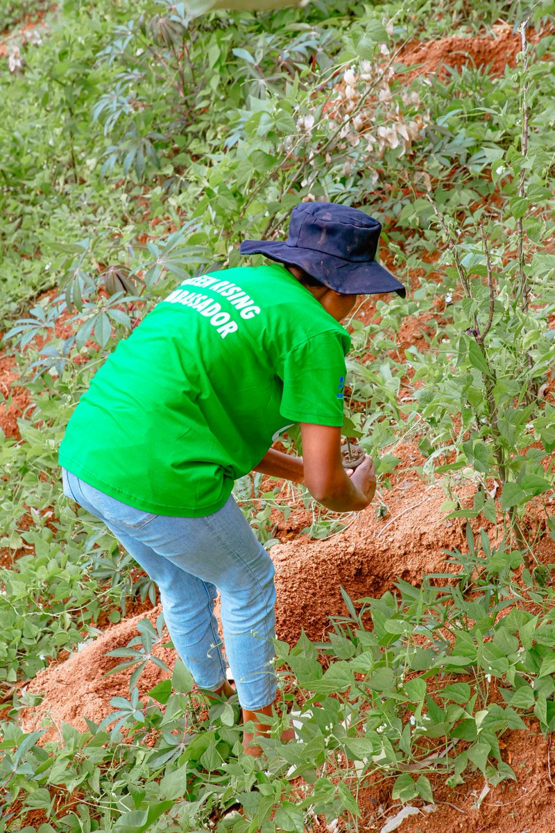 WGYB_NGO's tweet photo. In the #GreenRisingProgram, youth are making significant contributions not only at the local level but also nationally. They play a crucial role in advancing Rwanda’s nationally determined contributions (NDCs) through tree plantation activities, which address climate change and mitigate environmental disasters such as soil erosion. Their efforts directly support Agenda 2030, particularly SDG 13 (Climate Action) and SDG 15 (Life on Land).
Their work also aligns with Rwanda’s Second National Strategy for Transformation (NST2), promoting environmental stability. Moreover, they enhance community health and well-being, contributing to SDG 3 (good health and well-being). Through their dedication, Green Rising ambassadors are driving sustainable development and fostering resilience at multiple levels.
#GreenRising
#ClimateAction
#Agenda2030
#SustainableDevelopment
@RwandaYouthArts @GenUnlimited_ @unicefrw
