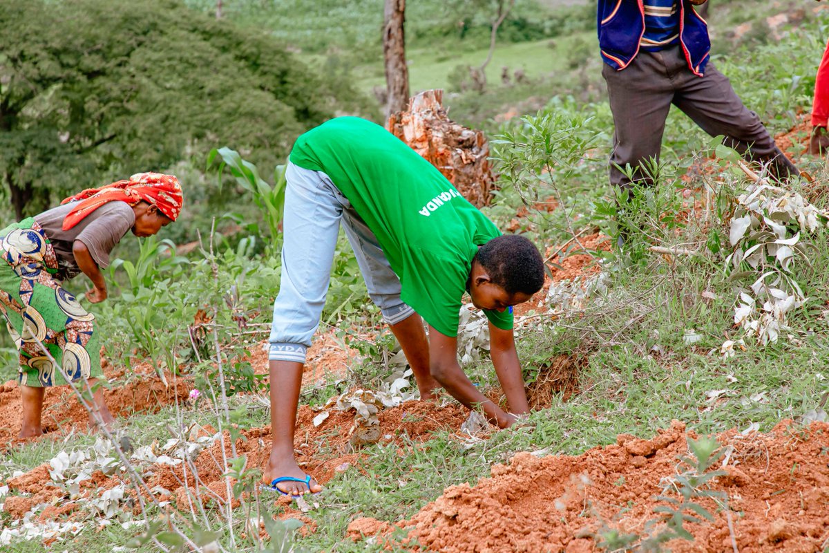 WGYB_NGO's tweet photo. In the #GreenRisingProgram, youth are making significant contributions not only at the local level but also nationally. They play a crucial role in advancing Rwanda’s nationally determined contributions (NDCs) through tree plantation activities, which address climate change and mitigate environmental disasters such as soil erosion. Their efforts directly support Agenda 2030, particularly SDG 13 (Climate Action) and SDG 15 (Life on Land).
Their work also aligns with Rwanda’s Second National Strategy for Transformation (NST2), promoting environmental stability. Moreover, they enhance community health and well-being, contributing to SDG 3 (good health and well-being). Through their dedication, Green Rising ambassadors are driving sustainable development and fostering resilience at multiple levels.
#GreenRising
#ClimateAction
#Agenda2030
#SustainableDevelopment
@RwandaYouthArts @GenUnlimited_ @unicefrw