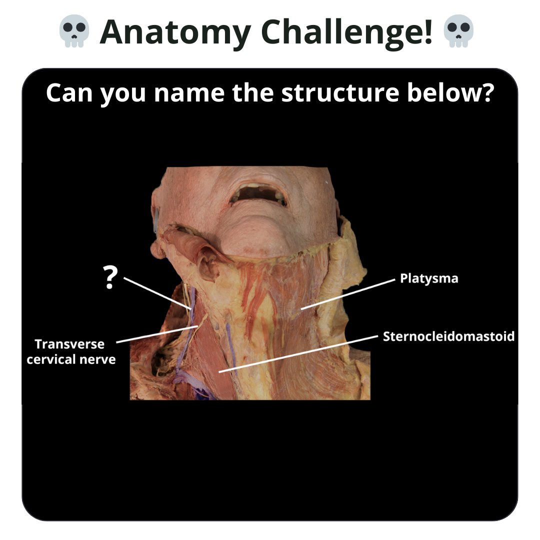 TeachMe_Support's tweet image. Anatomy challenge of the week 🏆 Can you name the structure? #quizyourself #meded #medschool #medicalstudent #medstudent #premed #premedlife #nursing #nursingschool #pastudent #physician #futuredoctor #studymotivation #medlife #surgery #medschoolmemes #medicalmeme