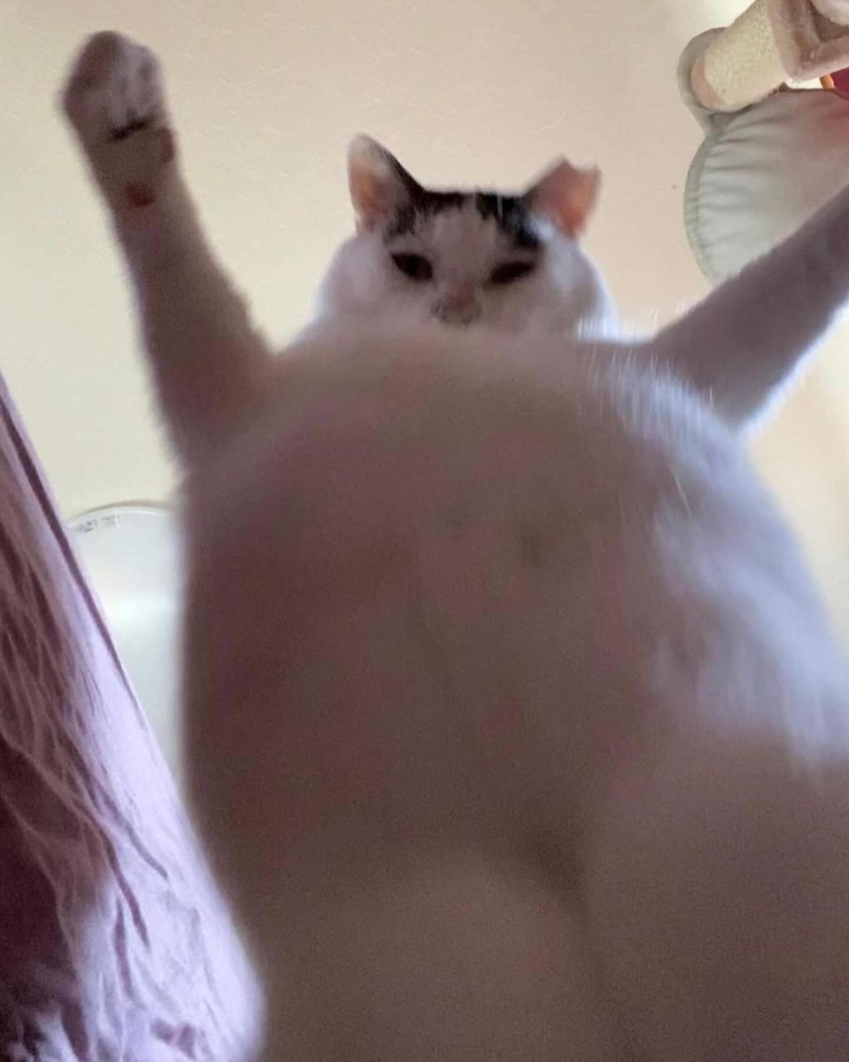 Punch Cat (@punchingcat) on Twitter photo 