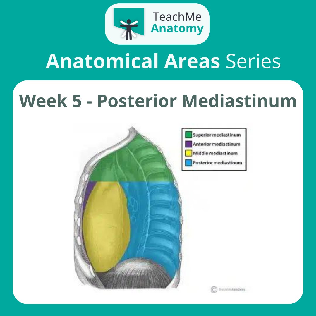 TeachMe_Support's tweet image. &quot;Next up in the Anatomical Areas Series: Posterior Mediastinum! Scroll through for a summary of its borders and contents.

Read the full article:  teachmeanatomy.info/thorax/areas/p…&quot; #medicalstudent #medicine #medstudent #medicalschool #medschool #physician #futuredoctor #premed