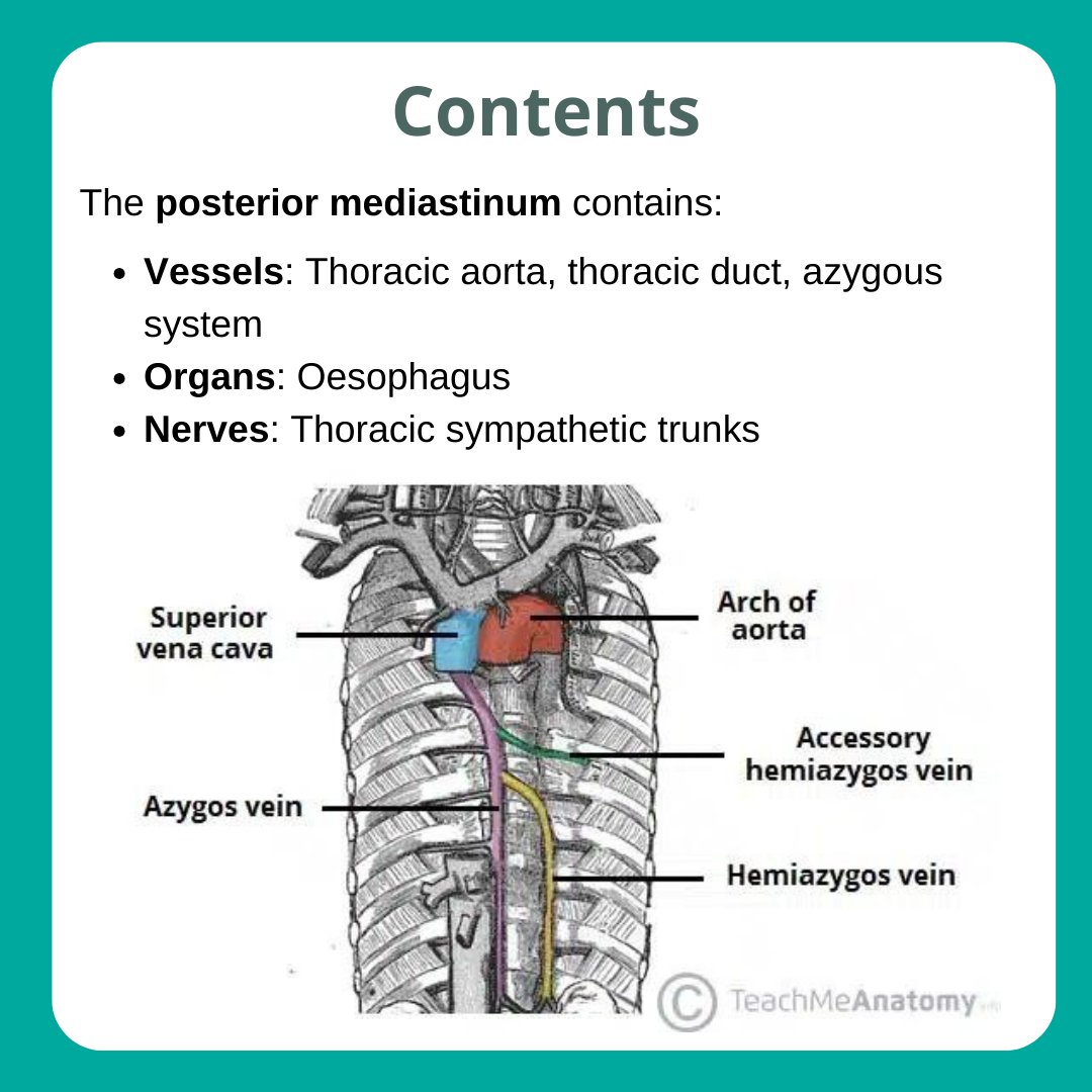 TeachMe_Support's tweet image. &quot;Next up in the Anatomical Areas Series: Posterior Mediastinum! Scroll through for a summary of its borders and contents.

Read the full article:  teachmeanatomy.info/thorax/areas/p…&quot; #medicalstudent #medicine #medstudent #medicalschool #medschool #physician #futuredoctor #premed