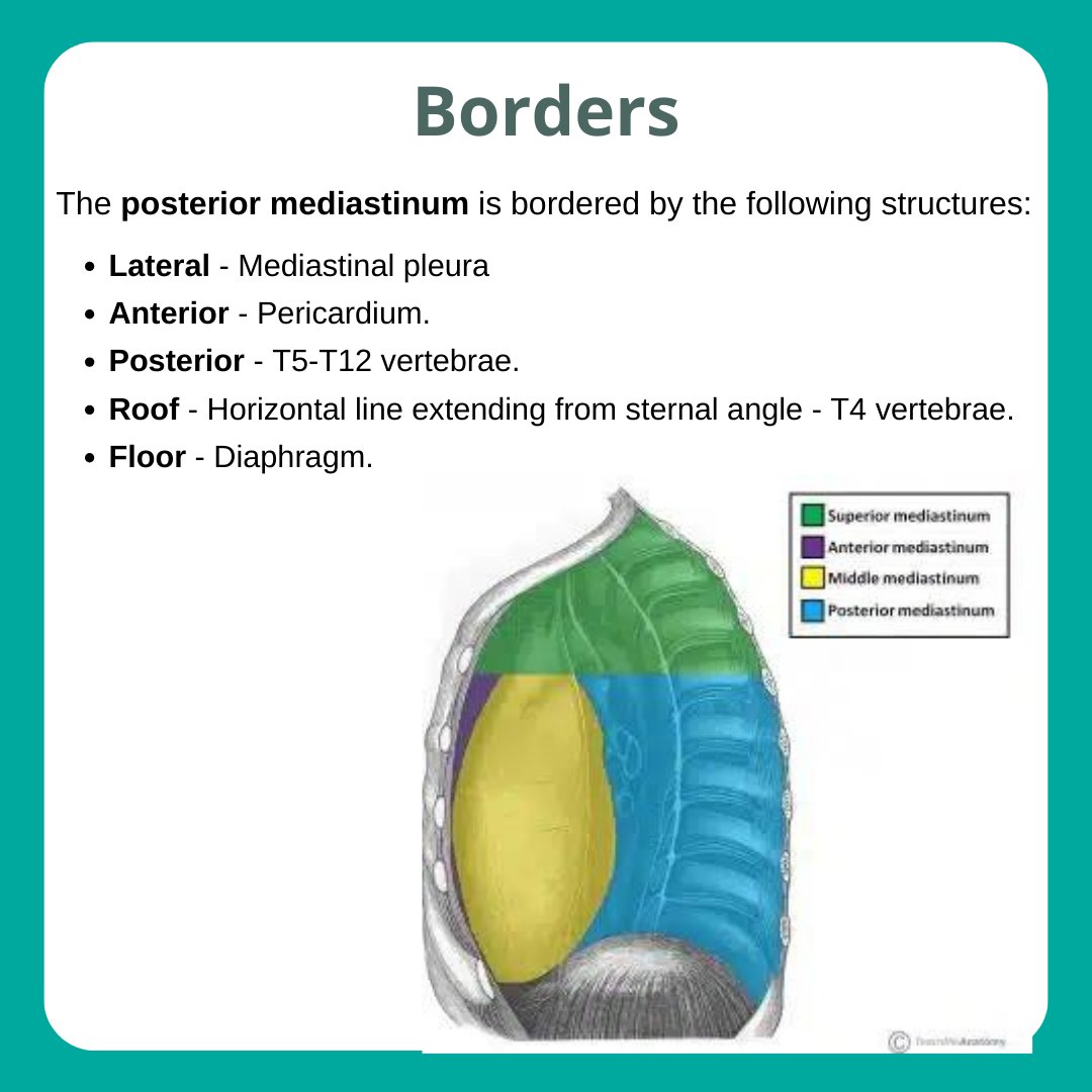 TeachMe_Support's tweet image. &quot;Next up in the Anatomical Areas Series: Posterior Mediastinum! Scroll through for a summary of its borders and contents.

Read the full article:  teachmeanatomy.info/thorax/areas/p…&quot; #medicalstudent #medicine #medstudent #medicalschool #medschool #physician #futuredoctor #premed