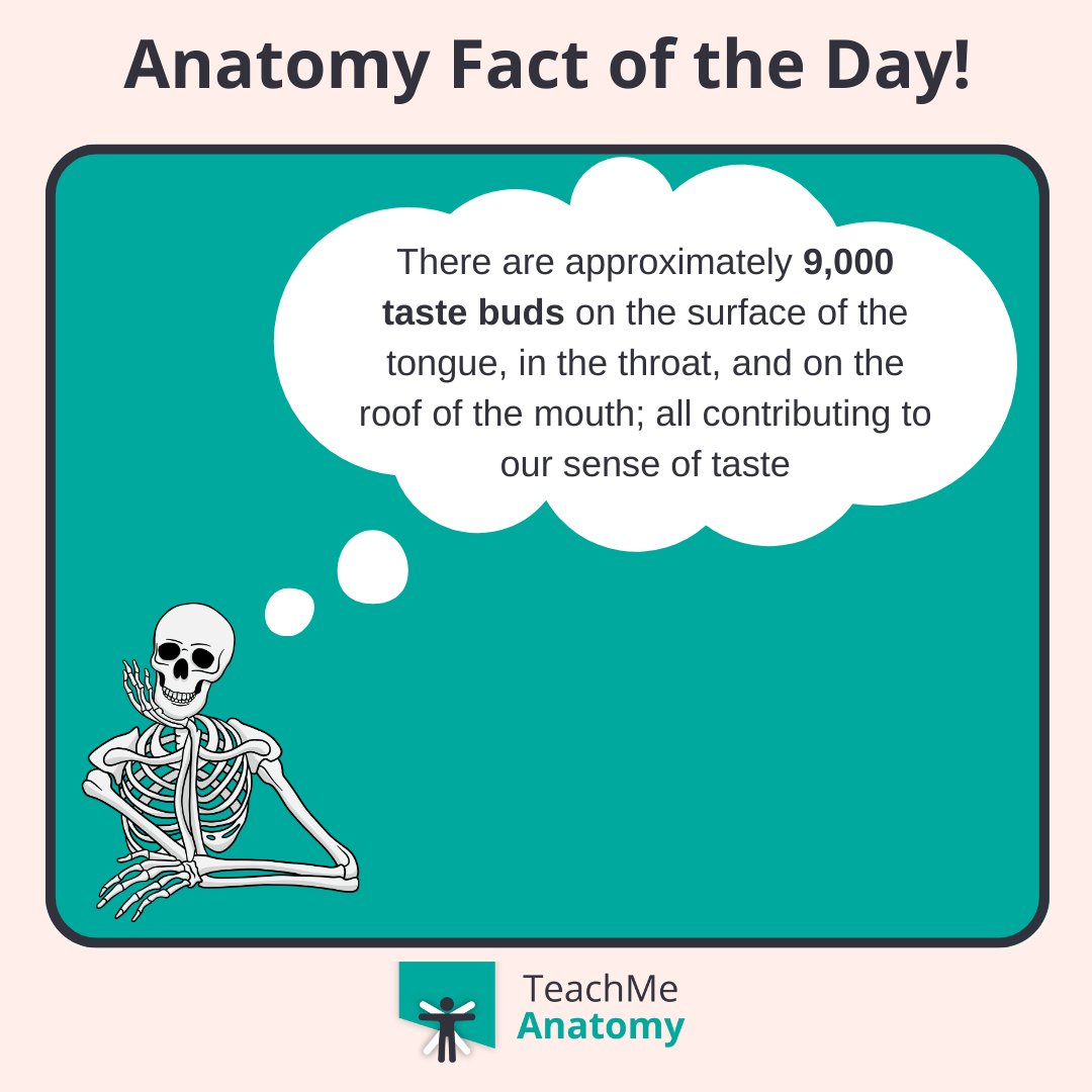 TeachMe_Support's tweet image. Did you know? There are approximately 9 000 taste buds all contributing to our sense of taste. 👅
#DidYouKnow #funfacts #meded #medschool #medicalstudent #medstudent #premed #premedlife #nursing #nursingschool #pastudent #physician #futuredoctor #premed #studymotivation #medlife