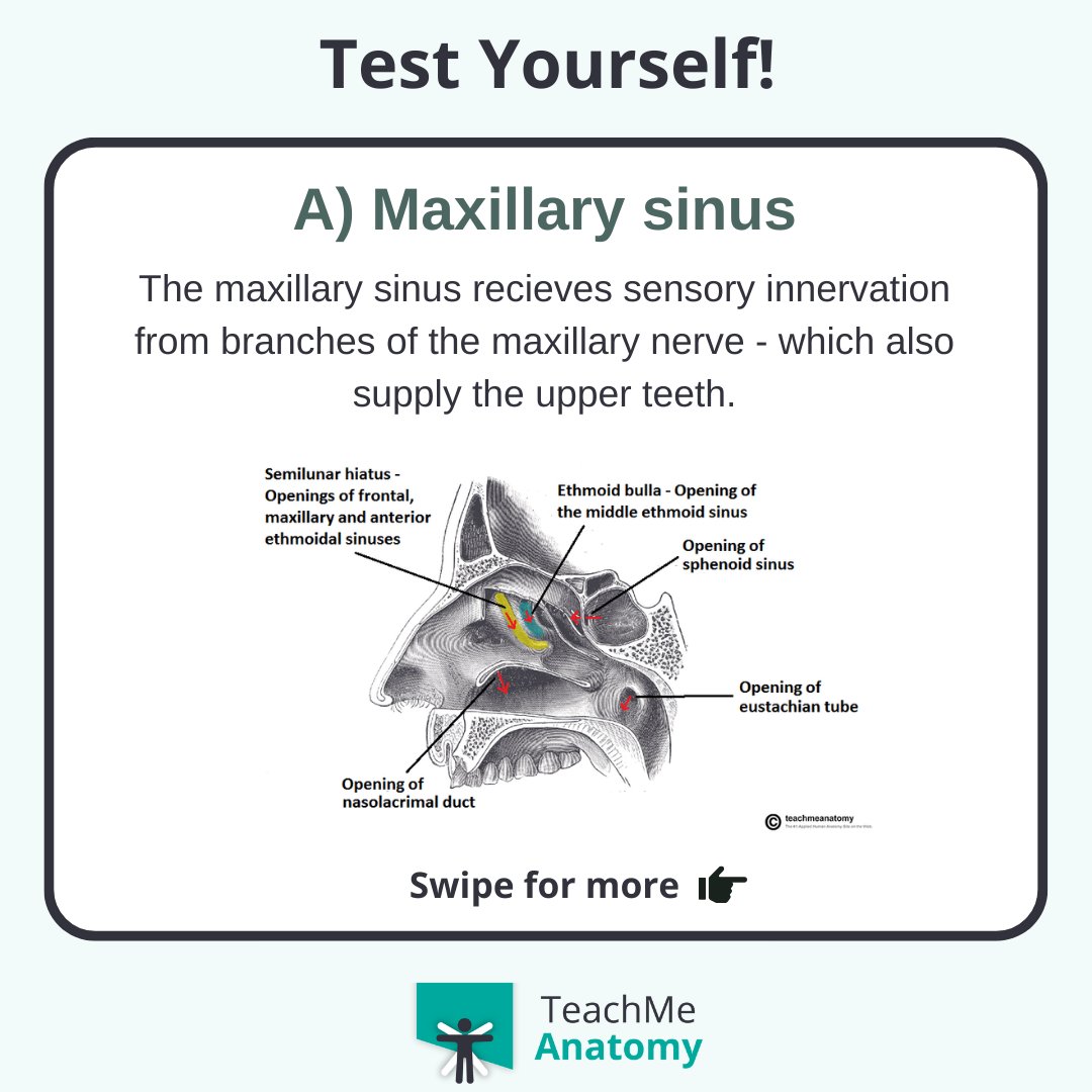 TeachMe_Support's tweet image. Test your clinical knowledge!🏆 Infection of which paranasal sinus is most likely to cause toothache?#quiztime #QuizoftheWeek  #quizoftheday #meded #medschool #medicalstudent #medstudent #premed #premedlife #nursing #nursingschool #studymotivation #medlife #surgery #juniordoctors
