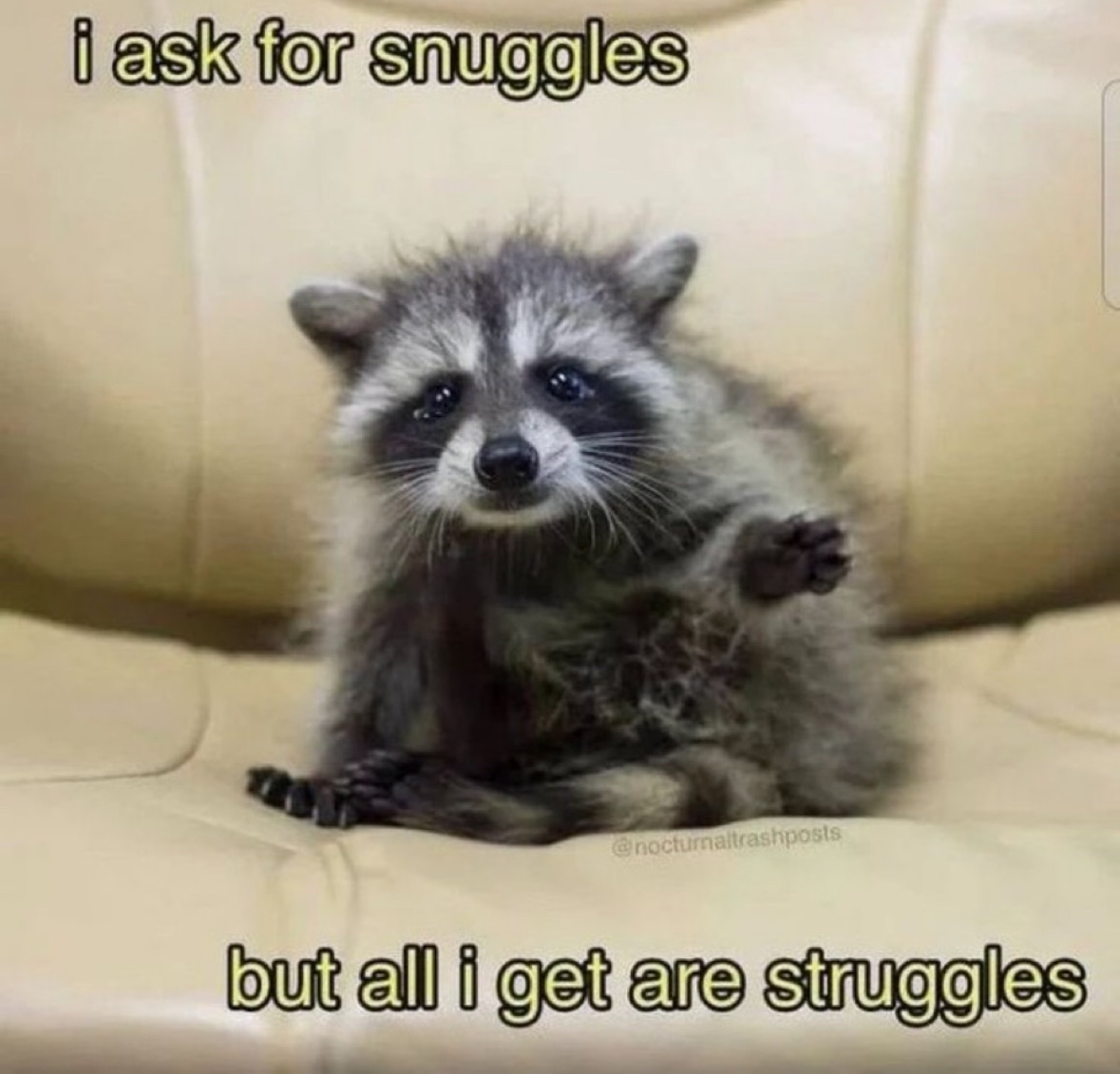 raccoonesthetic's tweet photo. https://t.co/CZE9OKTAQ4