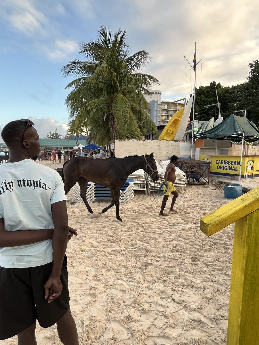 Good_Night_Pics's tweet photo. St Michael, Barbados
01.12.2024
#Barbados #pebblesbeach #racehorse #horselovers #beachvibes #streetphotographer https://t.co/d0kbOntbkC