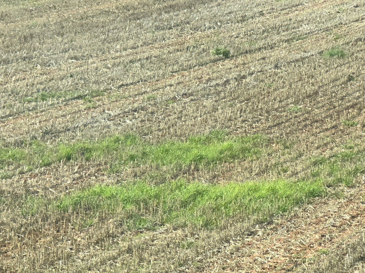 Steve Nitschke tweet media