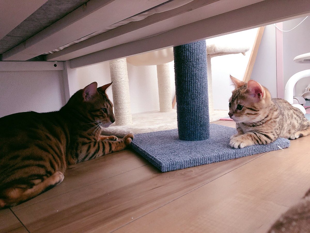 MITO_HITO's tweet photo. 最近対面しまして日々取っ組み合ってます🐈💥🐈 https://t.co/7MdFtlW6HL