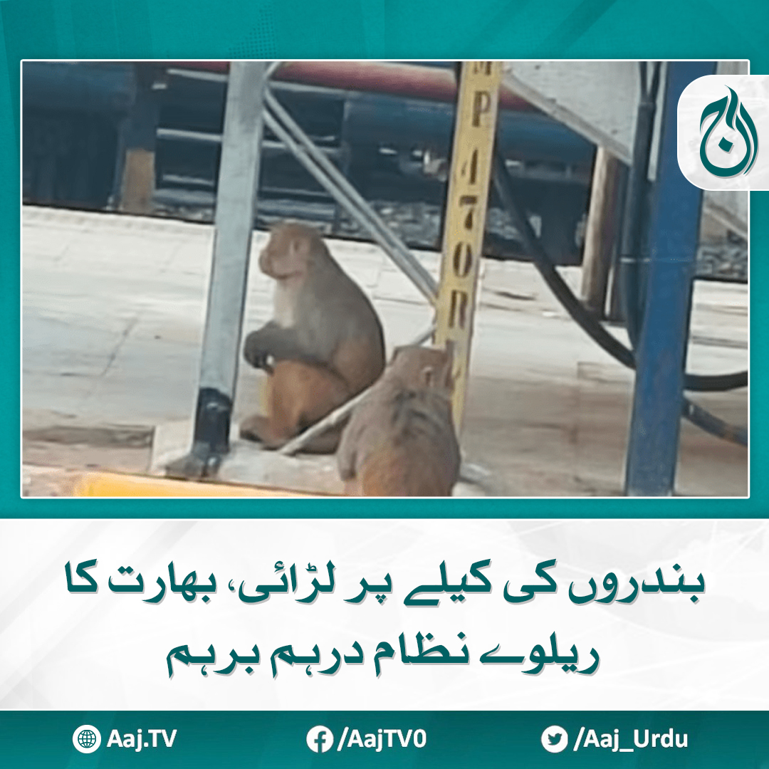 Aaj_Urdu's tweet photo. ریلوے مسافر اس غیر متوقع واقعے کو دیکھ کر حیران اور محظوظ بھی ہوئے

مزید پڑھیے: https://t.co/XFQyDg1YOl

#AajNews #monkey #indianrailways #MonkeyFight https://t.co/KvA8ZzA2lg