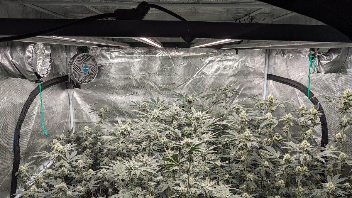 Coco_Pan2022's tweet image. #FCE4800 480Watt grow lights enable year-round cultivation regardless of natural weather conditions, allowing for extended growing seasons and increased productivity

image from：@ArizonaGrows 

amazon.com/dp/B08Q3B22X7?…
