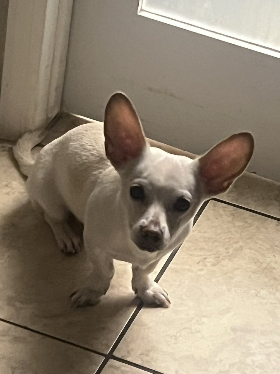 btrfli's tweet photo. O~Gee stance💀
#BJay
p.s.
He still tries to bite me every day🙄 https://t.co/lB9gTmNvTV