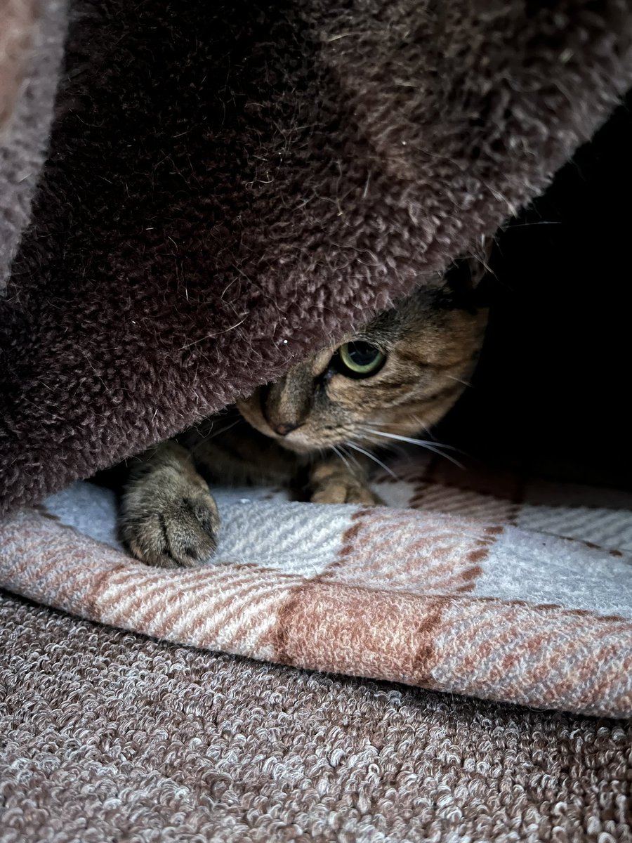 donchintan696's tweet image. いるな

#メルモ
#こたつねこ