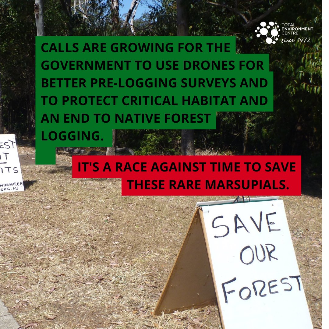 ❗️Government-contracted loggers set to destroy the habitat of endangered greater gliders 

These precious marsupials are on the brink of extinction.

Sign up for the Fighting for a Green Future Series hosted by TEC to learn how you can take action. 
tec.org.au/fighting_for_a…