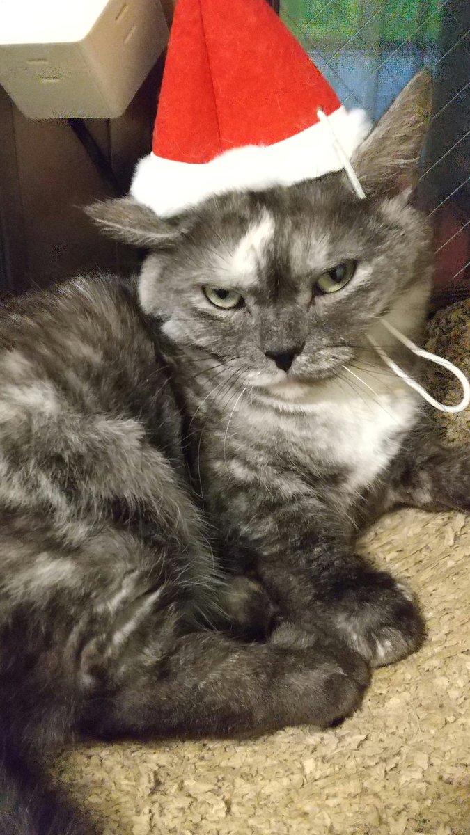 にゃん来る荘にて。三階でお篭りの二人が一階に出て来てくれました。
トミちゃんとツカサちゃんです😻
クリスマスコスの、デビルちゃん、おにぎり君です❗️ #にゃん来る荘  #にゃいるどはーと #清瀬駅からすぐ #保護猫