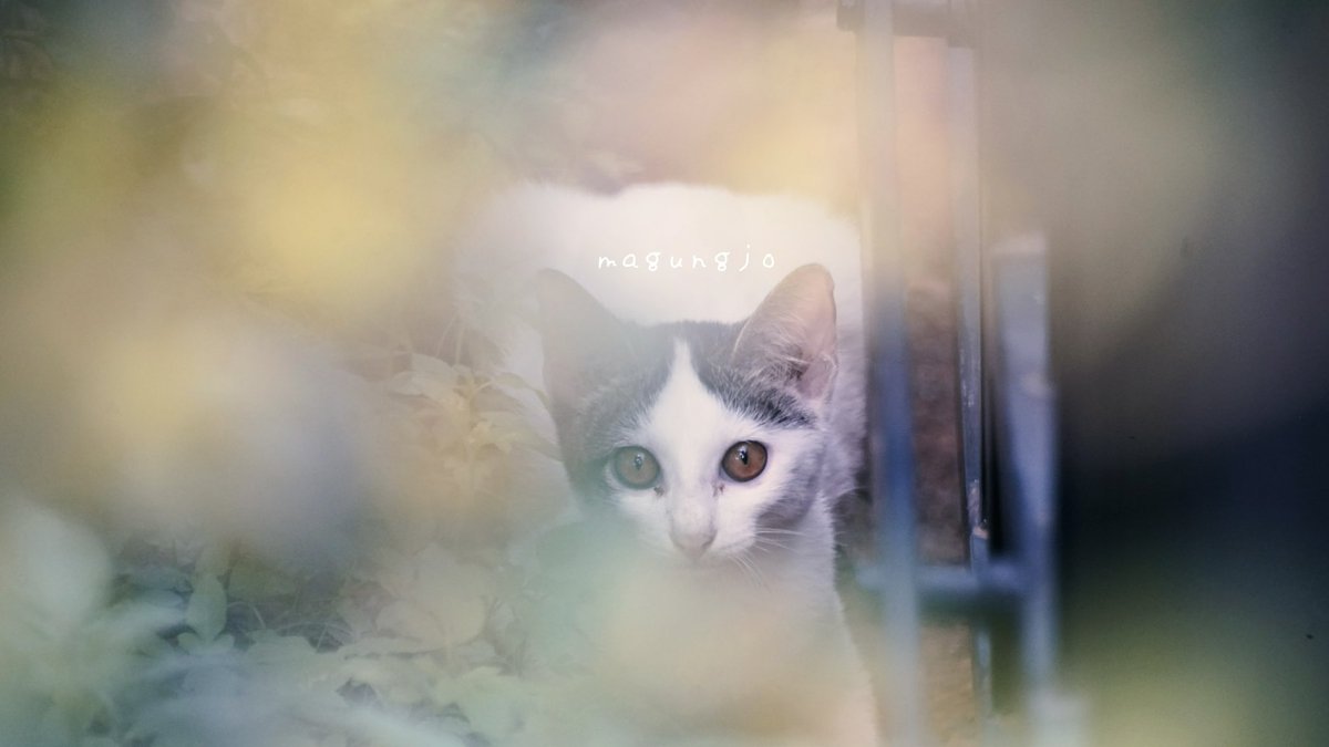 มากัง. tweet media