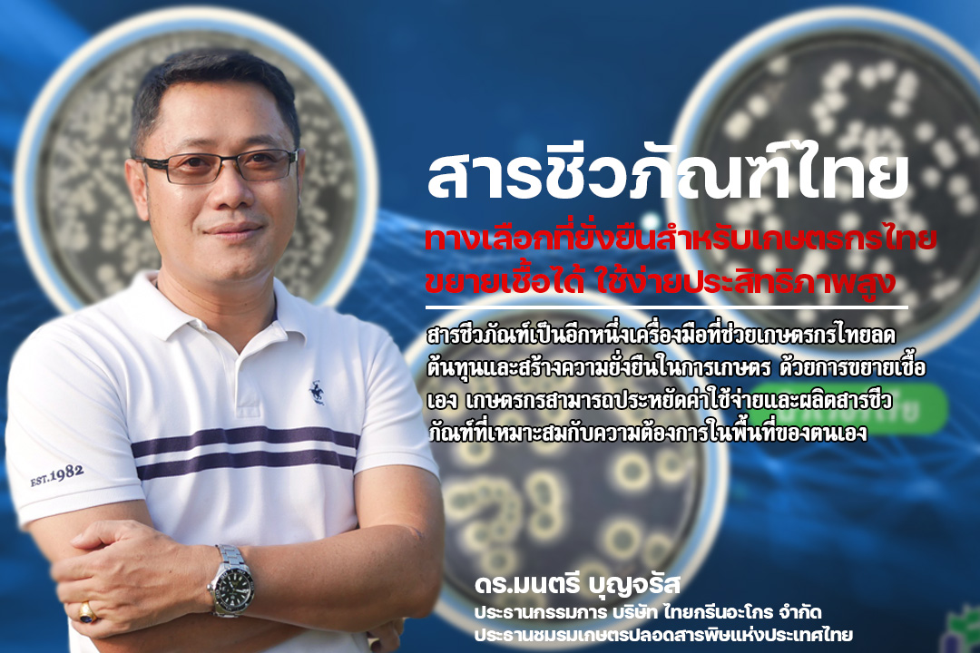 Montree_Boon's tweet photo. สารชีวภัณฑ์ไทย: ทางเลือกที่ยั่งยืนสำหรับเกษตรกรไทย ขยายเชื้อได้ ใช้ง่ายประสิทธิภาพสูง

ปัจจุบันเกษตรกรไทยต้องเผชิญกับความท้าทายมากมาย เช่น ต้นทุนการผลิตที่สูงขึ้น ราคาผลผลิตที่ไม่แน่นอน และผลกระทบจากการใช้สารเคมีในระยะยาวต่อสุขภาพและสิ่งแวดล้อม การนำ สารชีวภัณฑ์ มาใช้ในภาคเกษตรกรรมจึงกลายเป็นทางเลือกที่น่าสนใจและตอบโจทย์การทำเกษตรยุคใหม่

สารชีวภัณฑ์คืออะไร? สารชีวภัณฑ์ (Biological Products) คือผลิตภัณฑ์ที่มีจุลินทรีย์หรือสิ่งมีชีวิตขนาดเล็ก เช่น แบคทีเรีย รา และไวรัส ที่มีประโยชน์ต่อพืชและดิน ซึ่งใช้ในการควบคุมโรคพืช ศัตรูพืช หรือช่วยส่งเสริมการเจริญเติบโตของพืช ตัวอย่างเช่น บิวเวอร์เรีย ที่ใช้กำจัดแมลงศัตรูพืช หรือ ไตรโคเดอร์มา ที่ช่วยควบคุมเชื้อราสาเหตุโรคพืช

ทางเลือกในการใช้สารชีวภัณฑ์ ไม่จำเป็นต้องใช้แบบสำเร็จรูปเสมอไป แม้ว่าสารชีวภัณฑ์สำเร็จรูปที่จำหน่ายในตลาดจะสะดวกและพร้อมใช้งาน แต่ราคาของผลิตภัณฑ์เหล่านี้อาจไม่เหมาะสมสำหรับเกษตรกรรายย่อยหรือผู้ที่ต้องการลดต้นทุนการผลิต วิธีหนึ่งที่ช่วยประหยัดต้นทุนได้คือ การขยายเชื้อเอง

การขยายเชื้อสารชีวภัณฑ์ เกษตรกรสามารถซื้อหัวเชื้อหรือแม่พันธุ์ในปริมาณน้อยและนำมาขยายในพื้นที่ของตนเอง โดยใช้วัตถุดิบที่หาได้ง่ายในท้องถิ่น เช่น ถ้าจะหมักจุลินทรีย์หรือสารชีวภัณฑ์ในกลุ่มเชื้อรา ก็อาจจะใช้หัวเชื้อ 1 กิโลกรัม ผสมกับรำละเอียด 10 กิโลกรัม และคลุกผสมกับปุ๋ยหมัก ปุ๋ยคอกหรือปุ๋ยอินทรีย์อีก 40 กิโลกรัม พรมน้ำพอชื้นหมักทิ้งไว้ 7-15 วัน ก็สามารถนำไปโรยใต้ทรงพุ่มโคนต้นกับพืชไร่ไม้ผลได้เกือบทุกชนิด

อีกวิธีหนึ่งคือนำแป้งข้าวโพดครึ่งกิโลกรัมต้มในน้ำเดือด 20 ลิตร แล้วค่อยโรยแป้งลงไปทีละน้อยเพื่อป้องกันการจับตัวเป็นก้อน เมื่อกวนจนเหมือนน้ำราดหน้าแล้ว เทใส่ถาด คลุมด้วยผ้าขาวบางทิ้งไว้พออุ่น โรยหัวเชื้อจุลินทรีย์กลุ่มเชื้อราอย่างใดอย่างหนึ่งเพียง 100 กรัม ให้ทั่ว แล้วบ่มไว้ประมาณ 7-10 วัน กวนให้เข้ากันนำไปผสมน้ำ 100 ซี.ซี.ต่อน้ำ 20 ลิตร ประหยัดได้สูงสุดถึง 4,000 ลิตร

ส่วนชีวภัณฑ์ในกลุ่มแบคทีเรีย อย่างเช่น บีที , บาซิลลัส ซับธิลิส  ให้นำหัวเชื้อเพียง 5 กรัมหมักกับน้ำมะพร้าวอ่อน 1 ผล หรือ นมยูเฮชที นมถั่วเหลือง 1 กล่อง (200 ซี.ซี.) หมักทิ้งไว้  24-48 ชั่วโมง นำไปผสมน้ำ 20 ลิตร (1 ปิ๊ป) ฉีดพ่อให้เปียกชุ่มโชกเหมือนฝนตก ดีที่สุดคือในช่วงเย็นแดดอ่อนๆ 

การขยายเชื้อไม่เพียงช่วยประหยัดค่าใช้จ่าย แต่ยังสามารถปรับปริมาณการผลิตให้เหมาะสมกับความต้องการในแต่ละฤดูปลูก และเพิ่มประสิทธิภาพการใช้งานในแปลงเกษตร

ข้อดีของการใช้สารชีวภัณฑ์ขยายเอง
 1. ลดต้นทุนการผลิต: การขยายเชื้อเองมีต้นทุนต่ำกว่าการซื้อผลิตภัณฑ์สำเร็จรูป
 2. ลดการใช้สารเคมี: ลดผลกระทบต่อสุขภาพของเกษตรกรและสิ่งแวดล้อม
 3. เพิ่มคุณภาพผลผลิต: พืชแข็งแรงและมีความต้านทานโรคดีกว่า
 4. สนับสนุนเกษตรยั่งยืน: สารชีวภัณฑ์ช่วยปรับปรุงคุณภาพดินในระยะยาว
ตัวอย่างสารชีวภัณฑ์ยอดนิยมในไทย
 1. ไตรโคเดอร์มา  ใช้ควบคุมโรคพืชที่เกิดจากเชื้อรา  เช่น  โรคโคนเน่า  โรครากเน่า  โดยเชื้อราจะเข้าไปแย่งอาหารและที่อยู่อาศัยของเชื้อราโรคพืช
 2. บาซิลลัส ซับทิลิส: ช่วยกระตุ้นการเจริญเติบโตของพืชและควบคุมเชื้อแบคทีเรียสาเหตุโรคพืช
 3. บิวเวอร์เรีย พาซิลโลมัยซีท  และ เมทาไรเซียม ใช้ควบคุมแมลงศัตรูพืชหลายชนิด  เช่น  เพลี้ยอ่อน  หนอนใยผัก  โดยเชื้อราจะเข้าทำลายแมลง  ทำให้แมลงตายในที่สุด
                    4. บีที (Bacillus thuringiensis):  เป็นแบคทีเรียที่สร้างสารพิษ  ใช้ควบคุมหนอนผีเสื้อ  โดยหนอนที่กินแบคทีเรียเข้าไปจะตาย
                    5. ไรโซเบียม: ช่วยตรึงไนโตรเจนในดินสำหรับพืชตระกูลถั่ว

อย่างไรก็ตาม แม้ว่าจะเป็นสารชีวภัณฑ์ มีความปลอดภัยสูง แต่ก็ยังต้องมีข้อควรระวังในการขยายเชื้อสารชีวภัณฑ์ คือ ควรปฏิบัติตามวิธีการที่ถูกต้อง เพื่อป้องกันการปนเปื้อนของเชื้อโรคอื่น เลือกวัตถุดิบที่สะอาดและปราศจากสารเคมีตกค้าง เก็บรักษาในอุณหภูมิที่เหมาะสมเพื่อรักษาคุณภาพ

สารชีวภัณฑ์เป็นอีกหนึ่งเครื่องมือที่ช่วยเกษตรกรไทยลดต้นทุนและสร้างความยั่งยืนในการเกษตร ด้วยการขยายเชื้อเอง เกษตรกรสามารถประหยัดค่าใช้จ่ายและผลิตสารชีวภัณฑ์ที่เหมาะสมกับความต้องการในพื้นที่ของตนเอง อีกทั้งยังช่วยลดการใช้สารเคมี ส่งเสริมสุขภาพของดินและผลผลิตในระยะยาว การใช้สารชีวภัณฑ์จึงไม่ใช่เพียงทางเลือก แต่เป็นแนวทางที่ตอบโจทย์อนาคตของเกษตรไทยอย่างแท้จริง
ดร.มนตรี บุญจรัส
ประธานกรรมการ บริษัท ไทยกรีนอะโกร จำกัด
ประธานชมรมเกษตรปลอดสารพิษแห่งประเทศไทย
#ผู้ติดตาม #เกษตรอินทรีย์ #เกษตรปลอดภัย #สารชีวภัณฑ์ #ป้องกันแมลง #เกษตรพอเเพียง #เกษตรปลอดสาร #เกษตรกร #เกษตรกรรุ่นใหม่ #เกษตรผสมผสาน #ไทยกรีนอะโกร #ไทยกรีนอะโกรชมรมเกษตรปลอดสารพิษ #อย่าปิดกันการมองเห็น