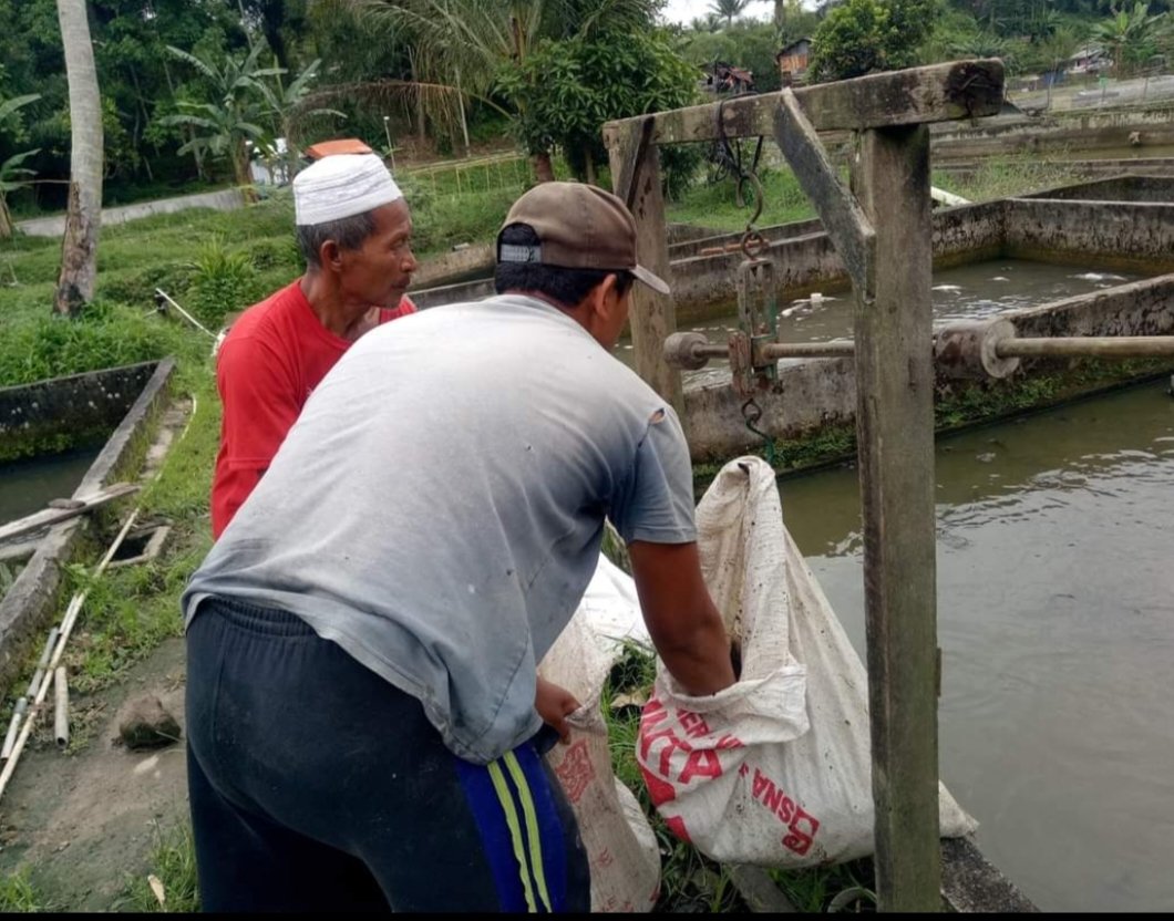meinitadmk79's tweet photo. Kamis, 07 November 2024
Panen ikan lele di pokdakan Rap Taruli kelurahan Pondok Sayur kec. Siantar Martoba. 
Panen 250 kg. Size 1-2 ekor/kg. Harga Rp. 22.000/kg. Padat tebar 600 ekor. 
#LuhkanKotaPematangsiantar
#GiatLuhkanSatminkalMedan
#BPPPSDMKKP. https://t.co/6M5CHvCvRh