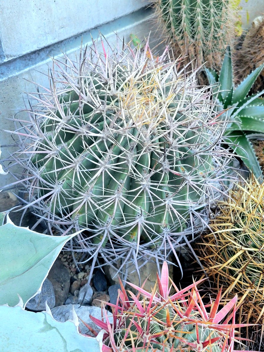 drybizarre's tweet photo. Ferocactus acanthodes var. albispinus
そろそろ養生しようと思う白鳥丸
白いトゲが本当に綺麗
大きくなったなぁ🙂
#フェロカクタス
#Ferocactus
#サボテン
#ドライガーデン https://t.co/PH25pfsY4x