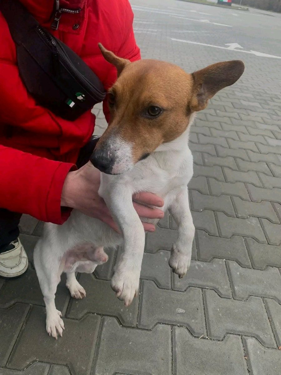 Проня Прокопивна tweet media