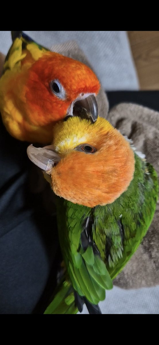 동동 무무의 배웅을 받으며 앵껌 피해자 연합에 힘 싣구 왔습니다 후후