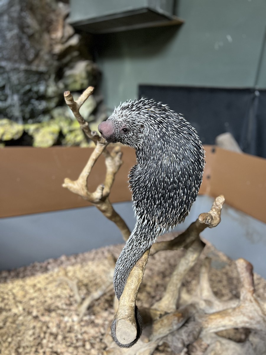 ✨「モニ」のつやつやの背中✨ ヤマアラシの針は「ケラチン」という