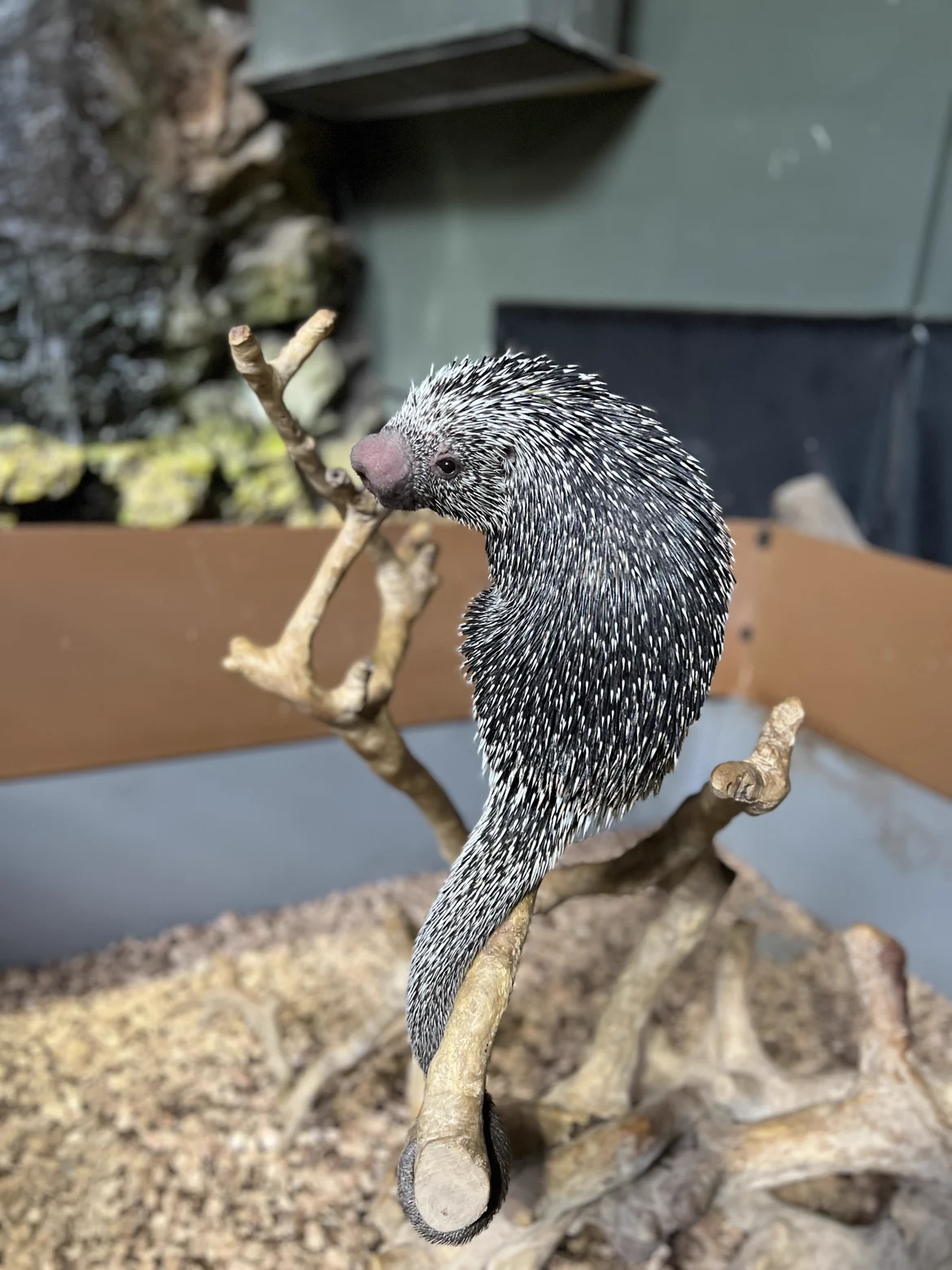 カワスイ 川崎水族館 on X: 
