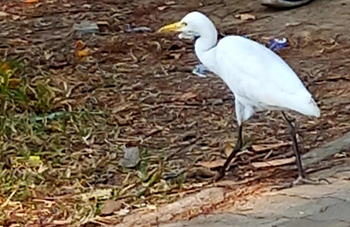 SKPRAV's tweet photo. Good  morning, friends  
Lone Cow Egret in search of insects
#TwitterNatureCommunity 
#TwitterNaturePhotography 
#NaturePhotography 
#naturelovers #photooftheday 
#PhotographyIsArt 
#photographylovers https://t.co/81EKjEP4dW