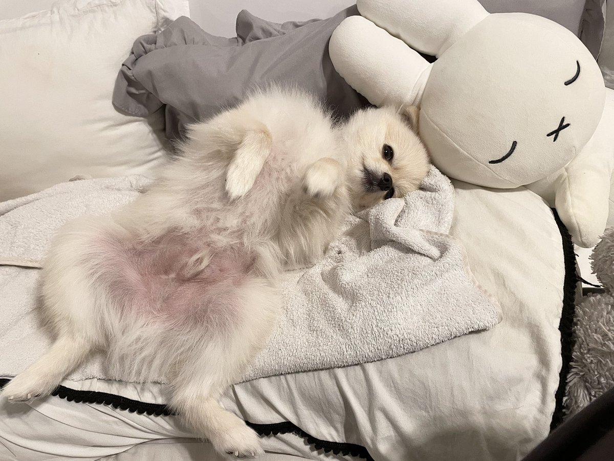 amesupirin's tweet photo. わしの枕占領しまくって寝かせてくれないマルスくん https://t.co/al9vDOikAO